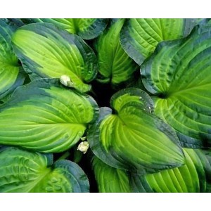 Hosta / Melsvė MIDWEST MAGIC