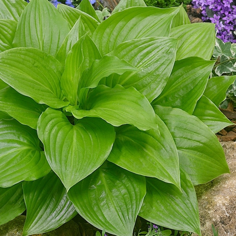 Hosta / Melsvė MIRACLE LEMONY