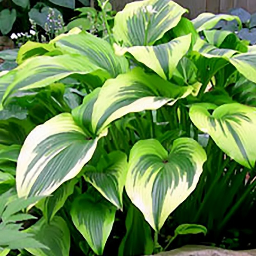 Hosta / Melsvė MONTANA AUREOMARGINATA