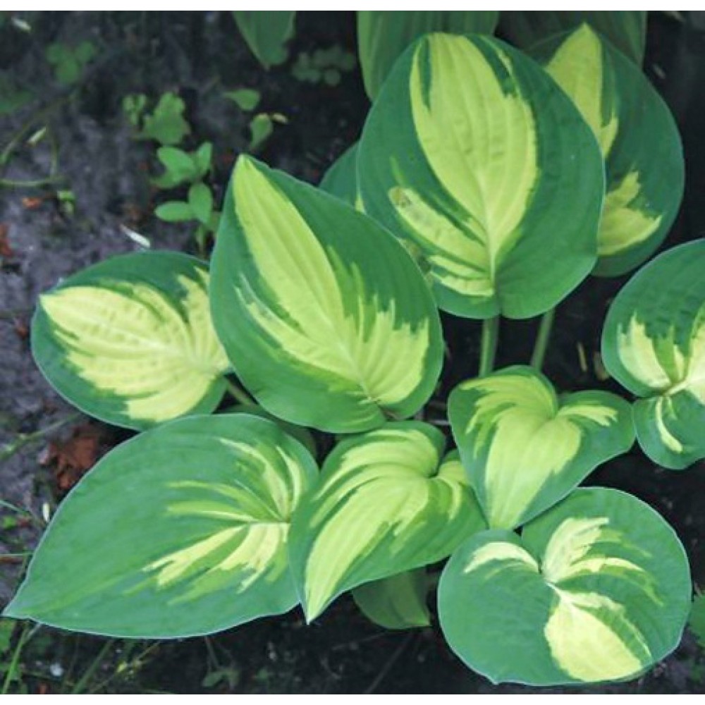 Hosta / Melsvė NANCY MINKS