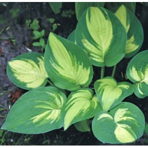 Hosta / Melsvė NANCY MINKS