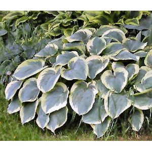 Hosta / Melsvė NORTHERN HALO
