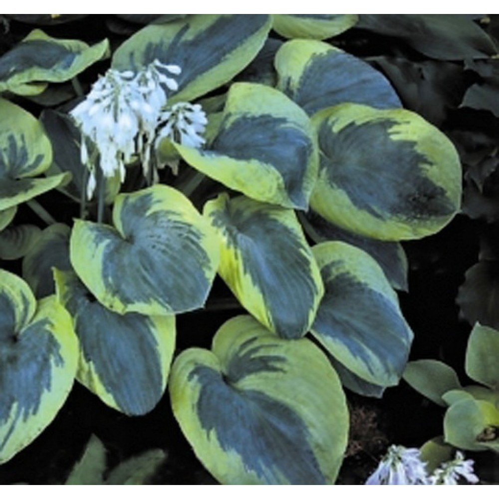 Hosta / Melsvė OLIVE BAILEY LANGDON