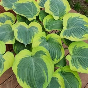 Hosta / Melsvė ORION'S BELT