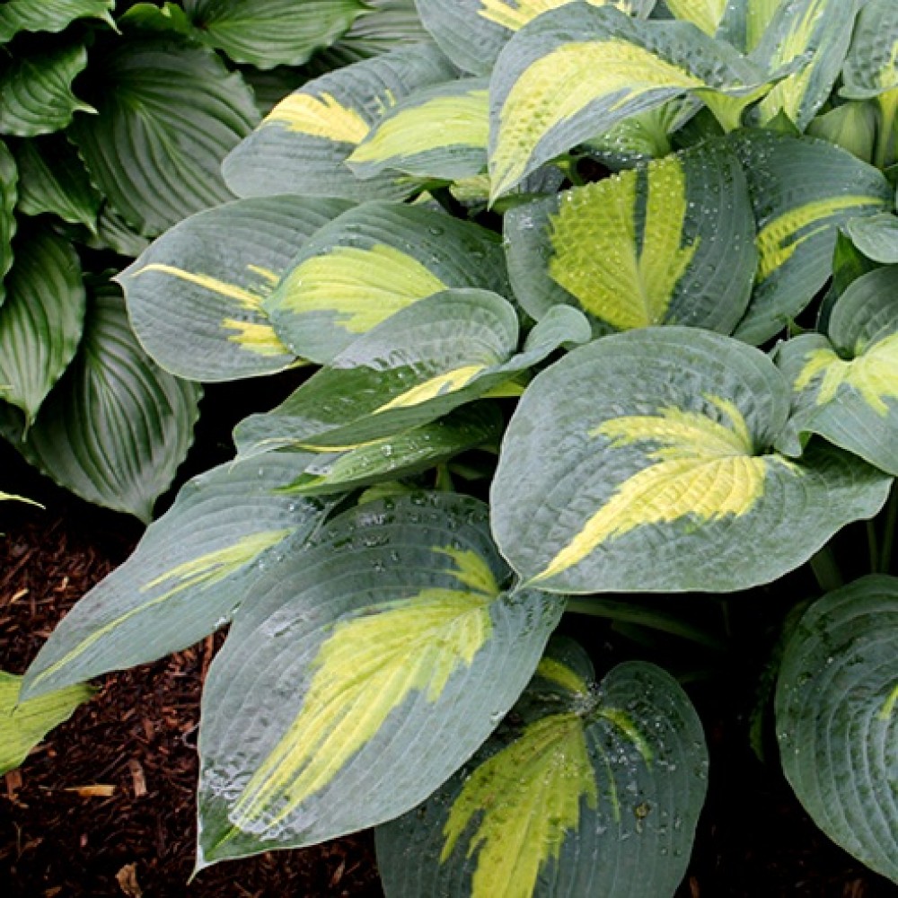 Hosta / Melsvė PARADISE GLORY