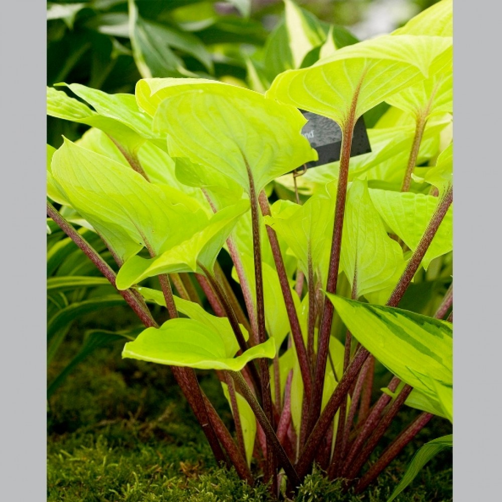 Hosta / Melsvė PARADISE ISLAND