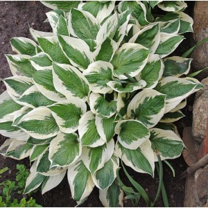 Hosta / Melsvė PATRIOT