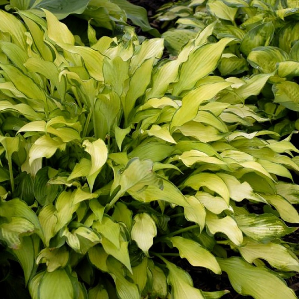 Hosta / Melsvė PINEAPPLE UPSIDEDOWN CAKE