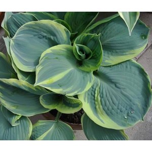 Hosta / Melsvė PIZZAZZ