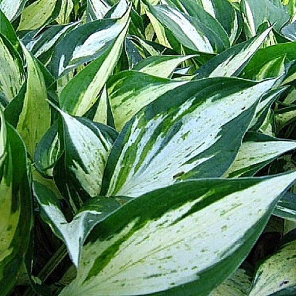 Hosta / Melsvė REVOLUTION