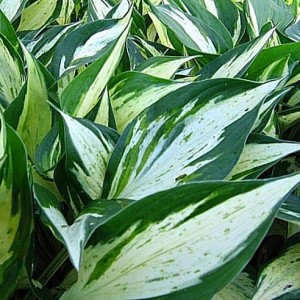 Hosta / Melsvė REVOLUTION
