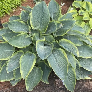 Hosta / Melsvė SHADOWLAND WU LA LA