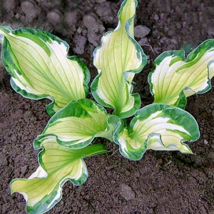 Hosta / Melsvė SOMETHING DIFFERENT