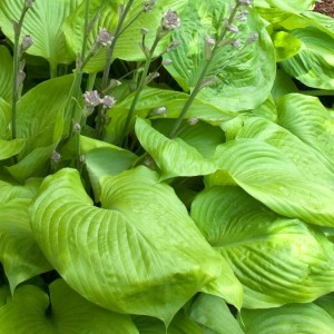 Hosta / Melsvė SUM AND SUBSTANCE