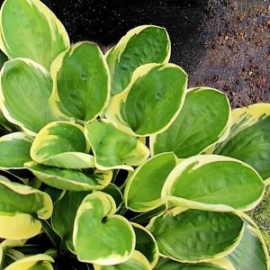 Hosta / Melsvė TEA AND CRUMPETS