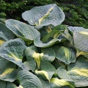Hosta / Melsvė THUNDERTBOLT
