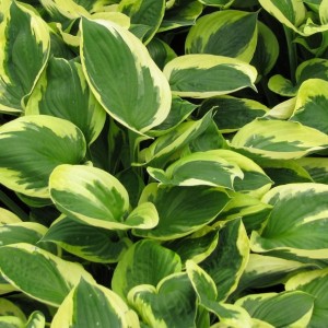 Hosta / Melsvė TWILIGHT