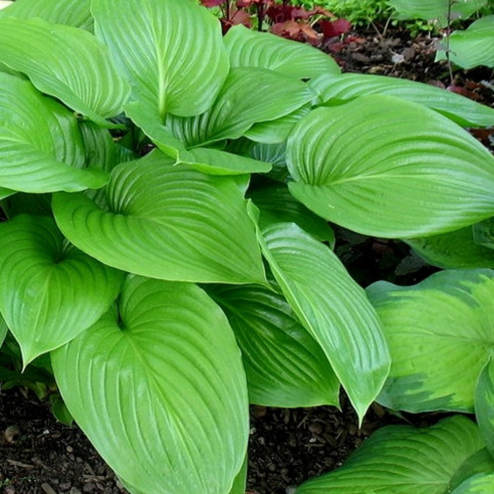 Hosta / Melsvė VENUS