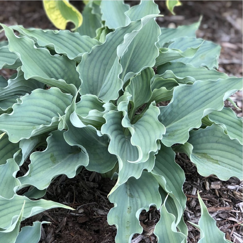 Hosta / Melsvė WATERSLIDE