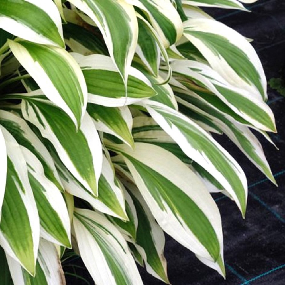 Hosta / Melsvė WHITE DOVE