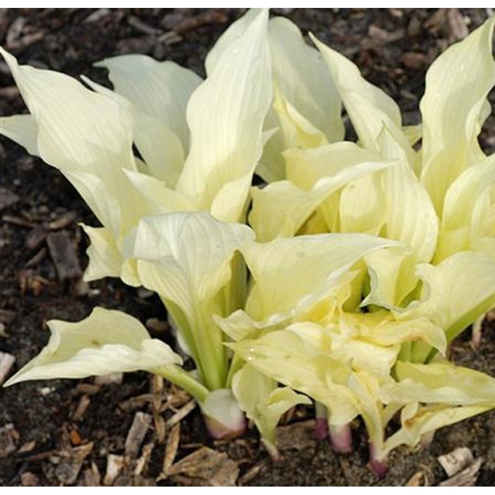 Hosta / Melsvė WHITE FEATHER