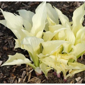 Hosta / Melsvė WHITE FEATHER