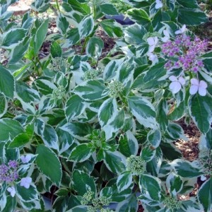 Hydrangea macrophylla / Hortenzija didžialapė LIGHT-O-DAY®