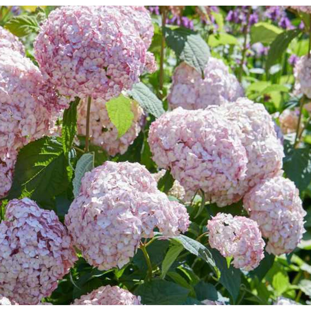 Hydrangea arborescens / Hortenzija šviesioji CANDYBELLE® BUBBLEGUM