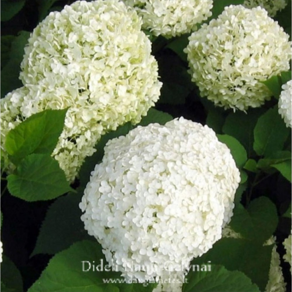 Hydrangea arborescens / Hortenzija šviesioji INCREDIBALL
