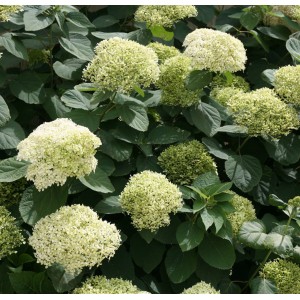 Hydrangea arborescens / Hortenzija šviesioji LIME RICKEY®