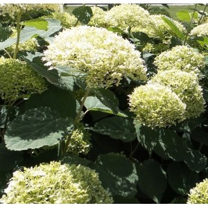 Hydrangea arborescens / Hortenzija šviesioji LIME RICKEY®