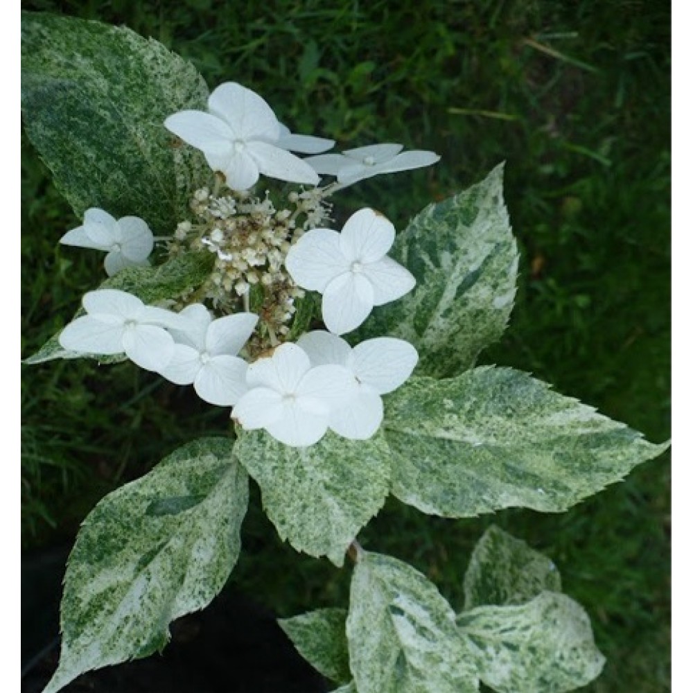 Hydrangea / Hortenzija SUMMER SNOW