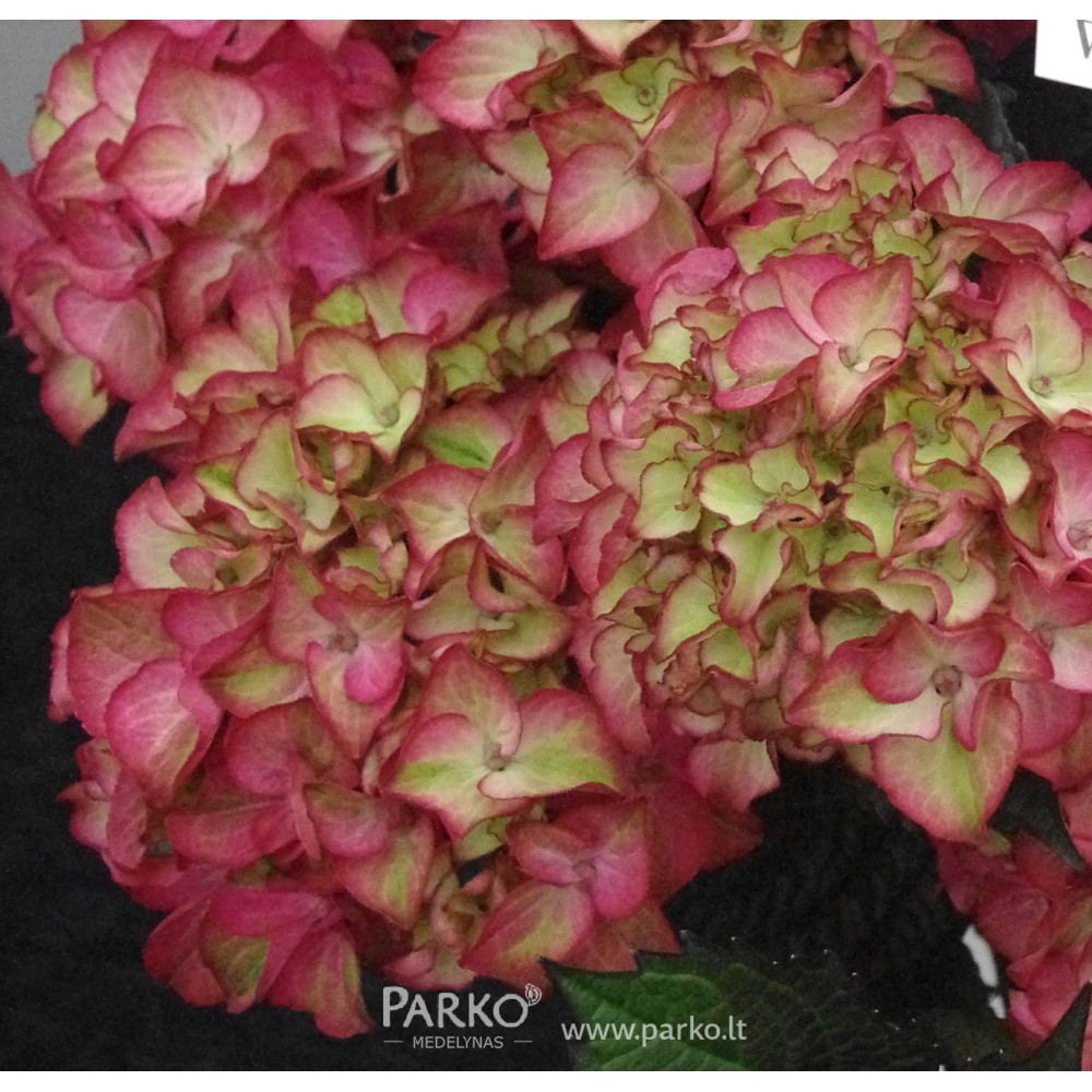 Hydrangea macrophylla / Hortenzija didžialapė SCHONE BAUTZNERIN (Syn. 'RED BARON')