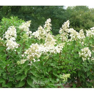 Hydrangea paniculata / Hortenzija šluotelinė UNIQUE