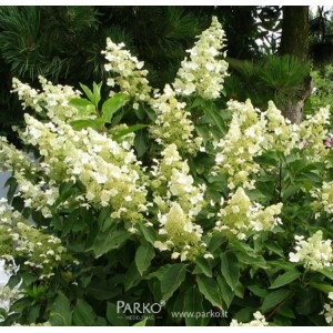 Hydrangea paniculata / Hortenzija šluotelinė UNIQUE