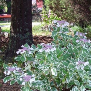 Hydrangea macrophylla / Hortenzija didžialapė LIGHT-O-DAY®