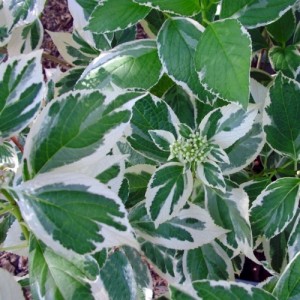 Hydrangea macrophylla / Hortenzija didžialapė LIGHT-O-DAY®