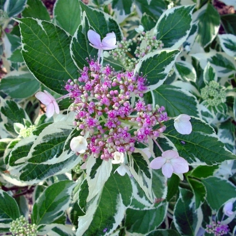 Hydrangea macrophylla / Hortenzija didžialapė LIGHT-O-DAY®