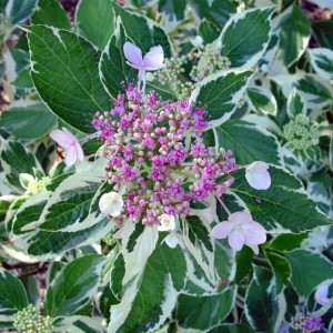 Hydrangea macrophylla / Hortenzija didžialapė LIGHT-O-DAY®