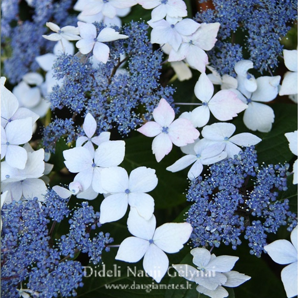 Hydrangea macrophylla  / Hortenzija didžialapė MARIESII PERFECTA