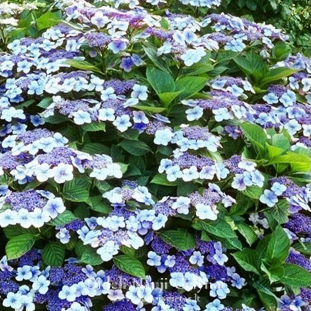 Hydrangea macrophylla  / Hortenzija didžialapė MARIESII PERFECTA