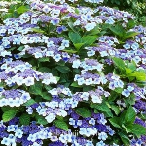Hydrangea macrophylla  / Hortenzija didžialapė MARIESII PERFECTA