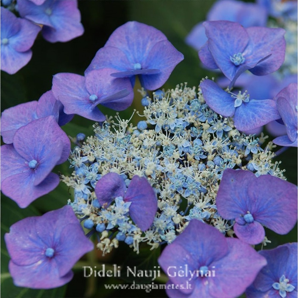 Hydrangea macrophylla  / Hortenzija didžialapė MARIESII PERFECTA