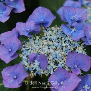 Hydrangea macrophylla  / Hortenzija didžialapė MARIESII PERFECTA