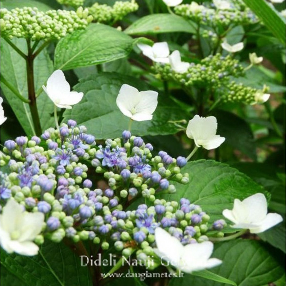 Hydrangea macrophylla  / Hortenzija didžialapė MARIESII PERFECTA