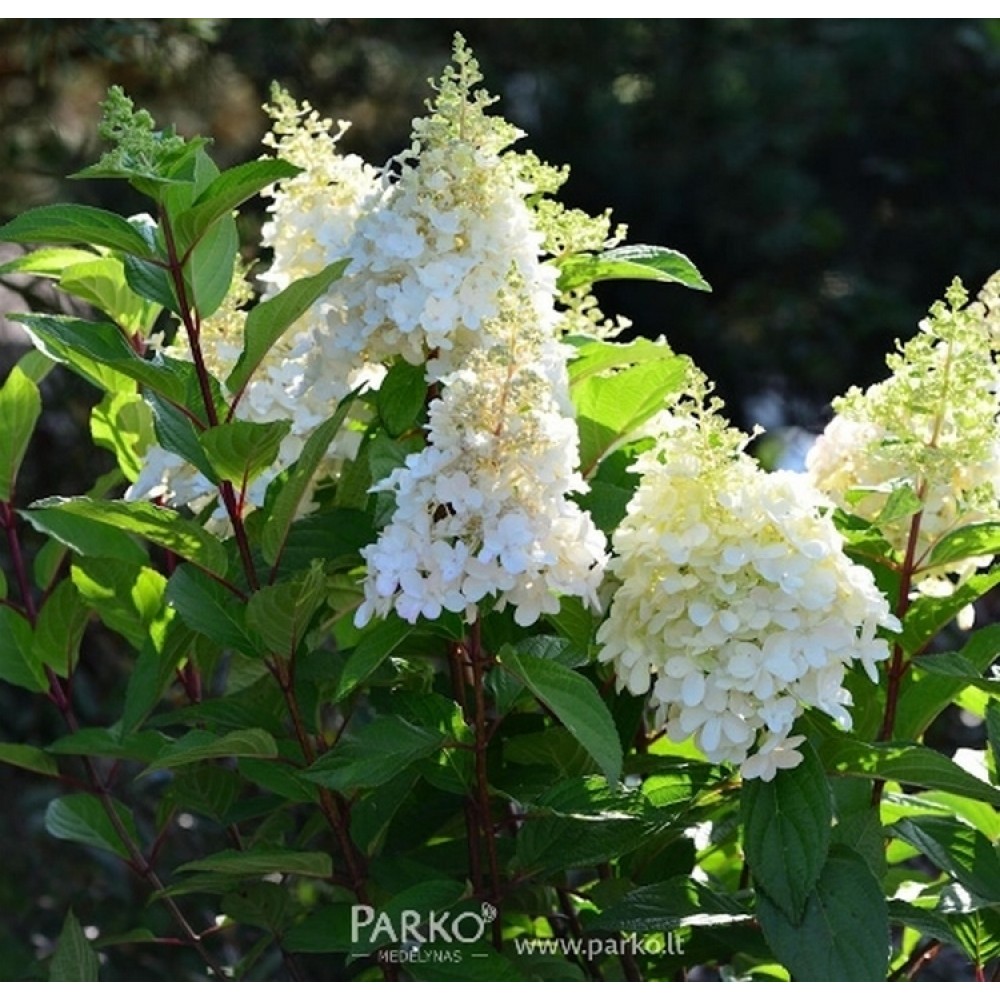 Hydrangea paniculata / Hortenzija šluotelinė PINKY WINKY®