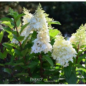 Hydrangea paniculata / Hortenzija šluotelinė PINKY WINKY®