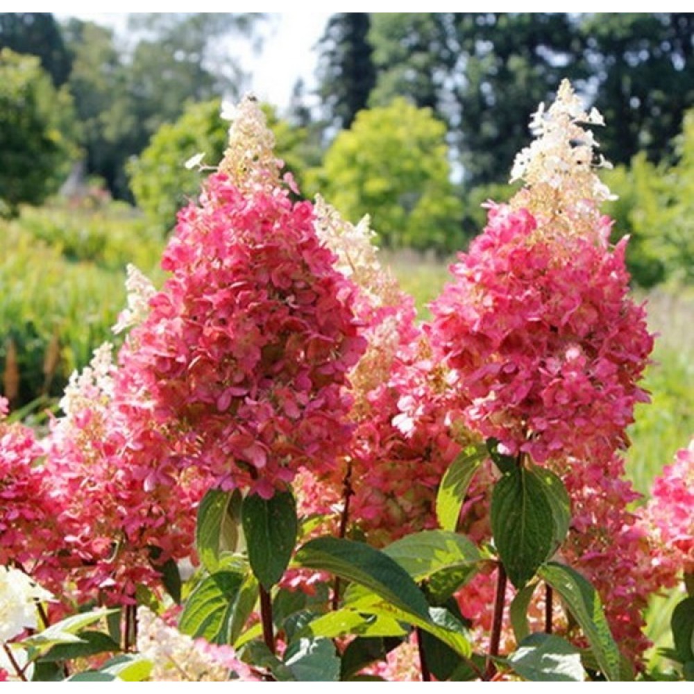 Hydrangea paniculata / Hortenzija šluotelinė PINKY WINKY®