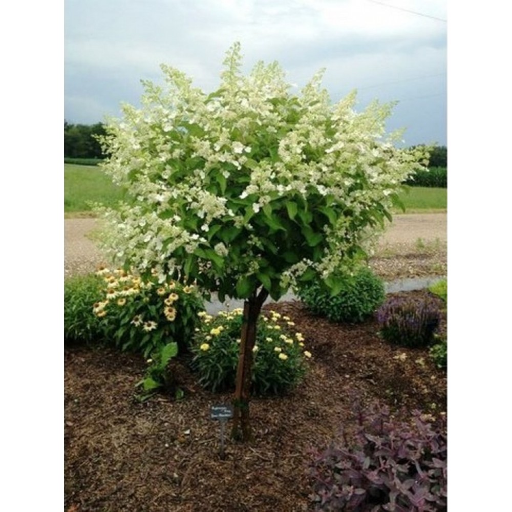 Hydrangea paniculata / Hortenzija šluotelinė PINKY WINKY®