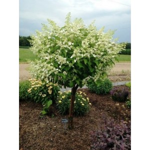 Hydrangea paniculata / Hortenzija šluotelinė PINKY WINKY®